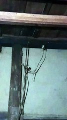 Little birds in my room.