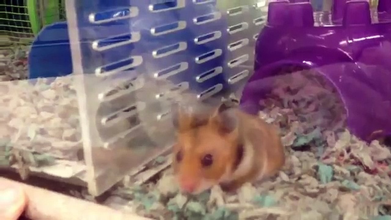 golden hamsters at petco