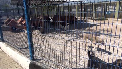 Kazazede Felçli Köpek 'Boncuk' Hayvan Barınağında Sağlığına Kavuştu