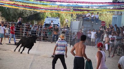 BULLS OF SMALL SCRAPERS 2018 IN PORTUGAL