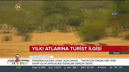 Yılkı atları turistleri çekiyor