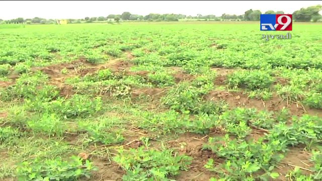 Good rainfall filled dams with enough amount of water, water crisis over Gujarat averted