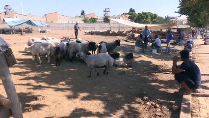 Son kurbanlıklar alıcılarını bekliyor - ŞANLIURFA