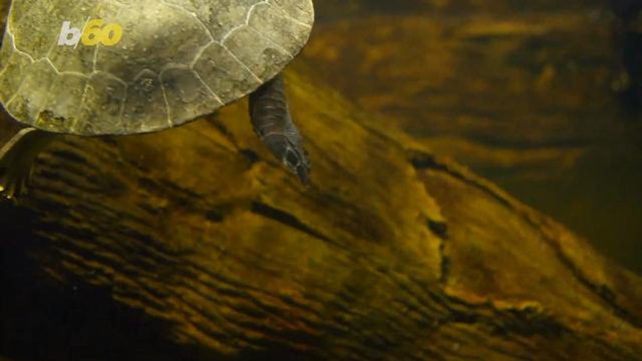 Ancient, Frisbee-Shaped Turtle Gives Researchers New Clues About Evolution