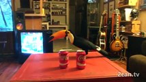 Toucan vs. 2 Cans (CAN CRUSHING!)