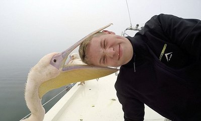 Ce jeune homme s’est fait attaquer par un pélican en plein selfie