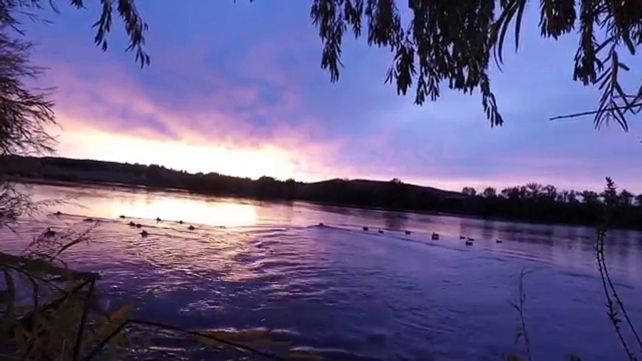 Wigeons and Pintails | Duck hunting new
