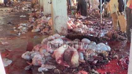 Pelegrinazhi në Malin e Tomorrit, kurbanet behen 'vend e pa vend', problem dhe rruga e shkatërruar