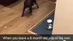 6 month old pup trashes living room when he was left alone
