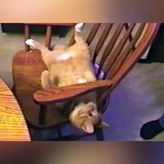 Los gatos son geniales - Reial do demo humor y curiosidades