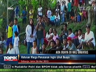 Kemunculan Kawanan Buaya di Sidoarjo Jadi Tontonan Warga