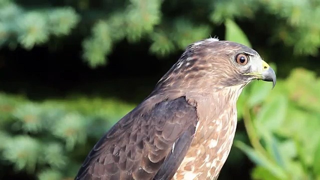 Broad winged Hawk