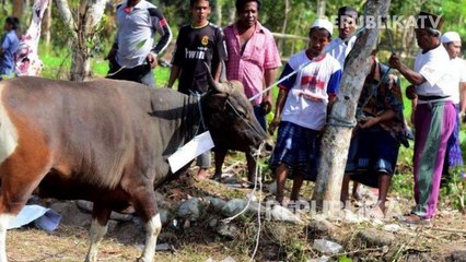 Menyembelih Hewan Kurban di Pengungsian