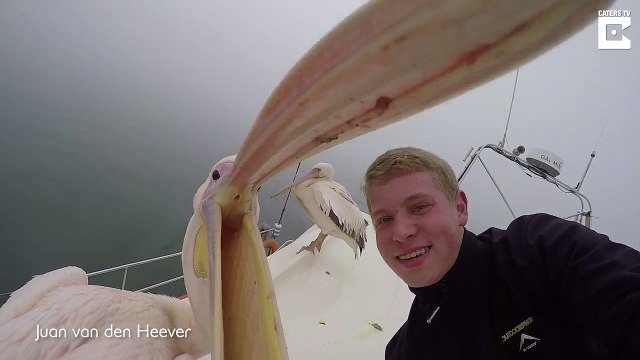 Selfie avec un pélican