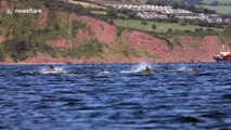 Kayaker has close encounter with pod of dolphins off English coast