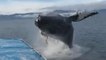 Watch: Whale stuns onlookers as it leaps next to boat