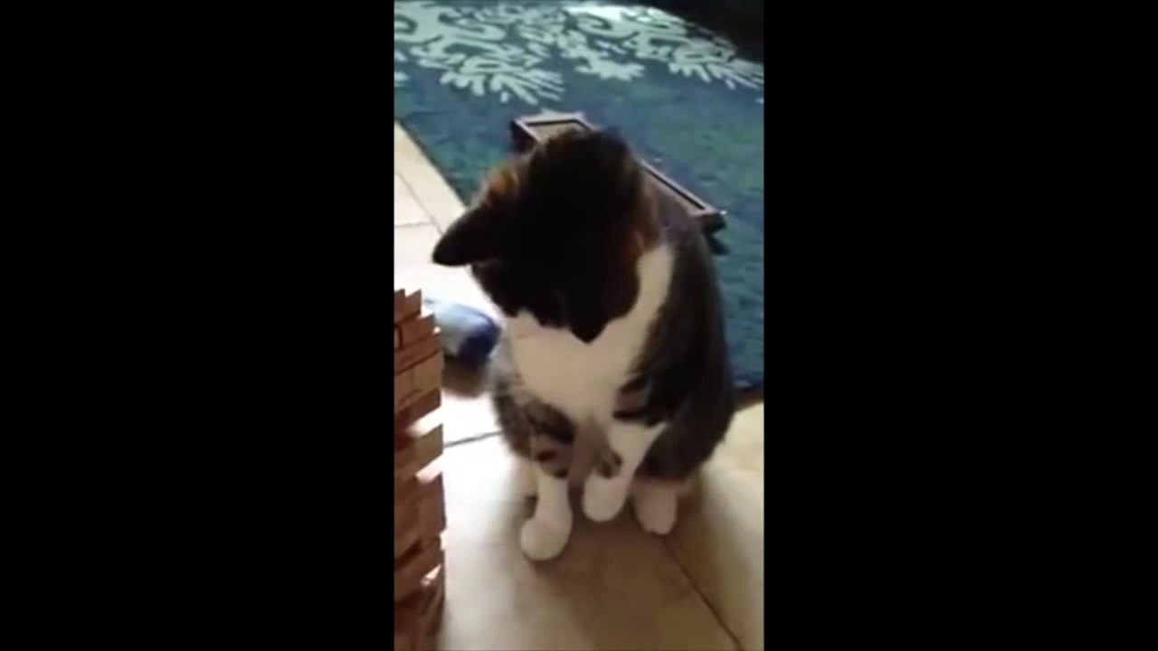 Ce chat joue au Jenga et gagne !