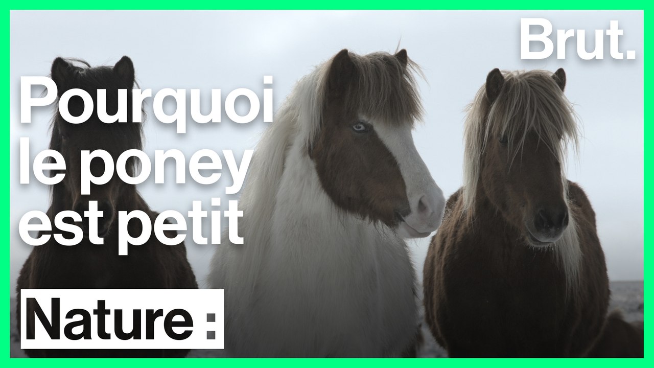 Pourquoi les poneys sont si petits