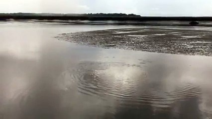 Fish and other animals ing crazy during eclipse