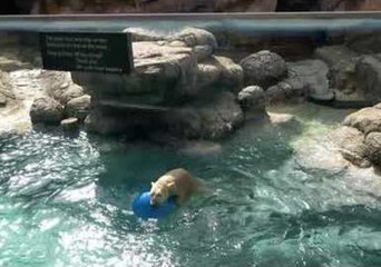 Polar Bear Has a Ball With Favourite Toy at North Carolina Zoo