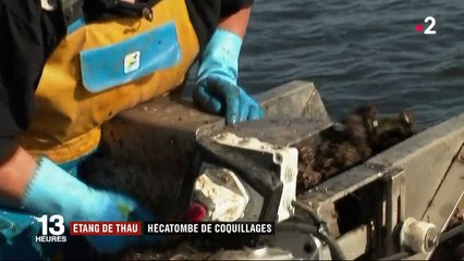 Étang de Thau : l'hécatombe des coquillages