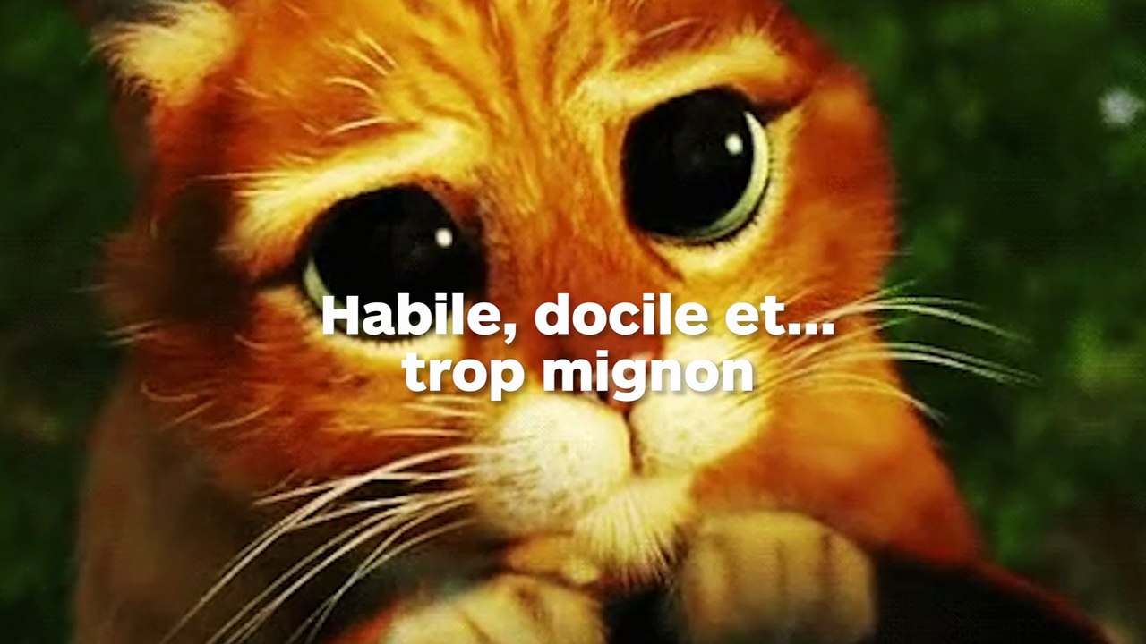 Ce chat trop mignon arrive à déverrouiller sa cage… mais il est pris en flagrant délit : que va-t-il faire ?