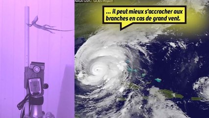 Un petit lézard plus fort que les ouragans !