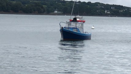Un dauphin interdit la baignade à Port-Maria