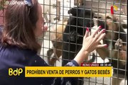 Reino Unido: prohíben la venta de perros y gatos menores de 8 meses