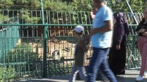 - Bayram tatilinde Gaziantep Hayvanat Bahçesi'ne yoğun ilgi