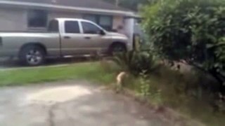 Cat catches bully bird mid air