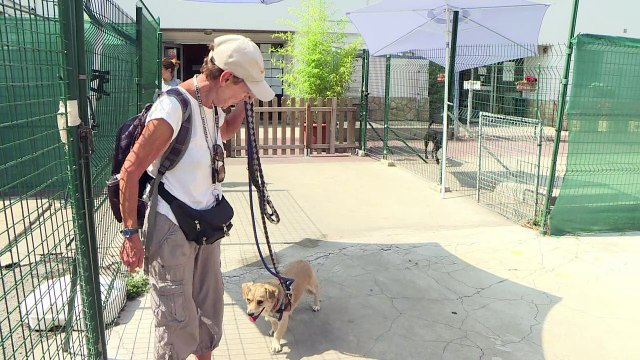 SPA: les chatons premières vicitmes des abandons de l'été
