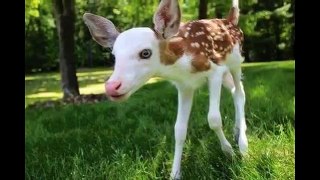 The most beautiful deer, in the world