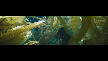 Oceans 2010 Part 2