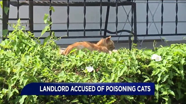 Landlord Accused of Poisoning Cats in Pennsylvania