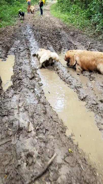 Dogs Take a Mud Bath