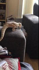 bearded dragon falls when attempting to jump to another sofa