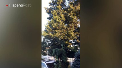 Miles de pájaros salen al mismo tiempo del mismo árbol