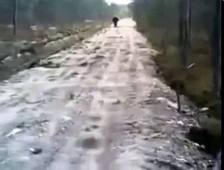 Slow Dog Running Behind A Fast Rabbit