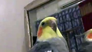 Cockatiel scream slow mo