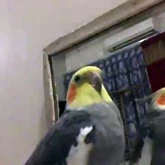 Cockatiel scream slow mo