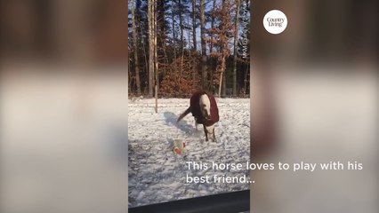 This Horse Loves His New Best Friend