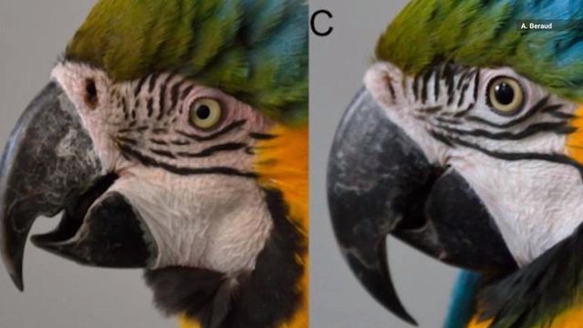 Like Humans, This Bird Blushes While Communicating