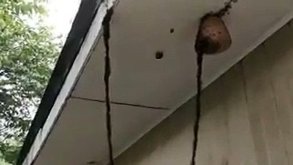 جيش من النمل يستعد لمهاجمة عش دبابير