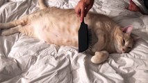 Cat Enjoys Belly Brushing