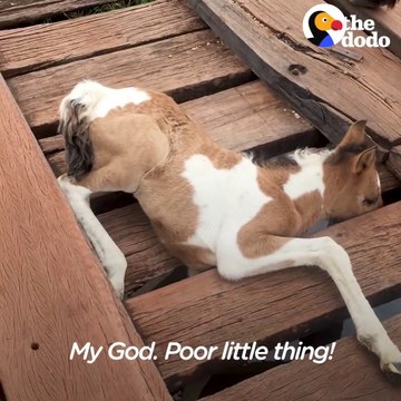 Il vient sauver un poulain coincé sur un pont