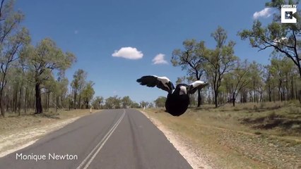 Un cycliste se fait harceler par une pie en colère