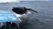 Ces touristes vont assister au plus beau saut de baleine vu en Alaska
