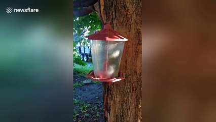 Man asks: How did a squirrel get trapped inside my bird feeder?