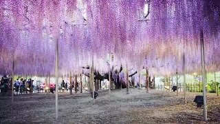 Unbelievably Beautiful 144 Year Old Japanese Wisteria HD new HD